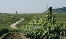 Vineyards, Côte d'Or, Burgundy, France