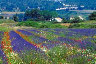 Poppies & Lavender fields, Provence, France